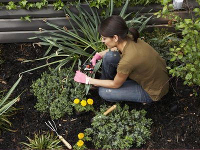 Gardening in urban backyard