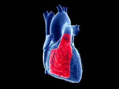 Illustration showing the heart and the right ventricle.