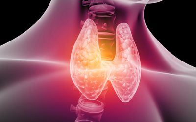 Human thyroid anatomy. 3d illustration