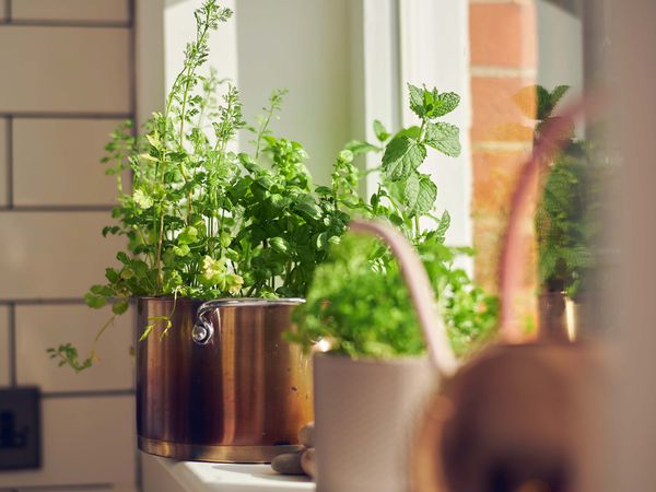 herbs on a window sill