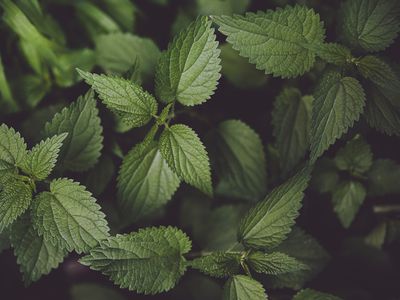 Stinging nettle plant