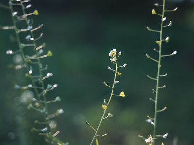 Shepherd's Purse (Capsella bursa pastoris)