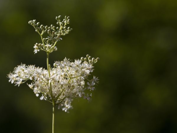 Poison hemlock