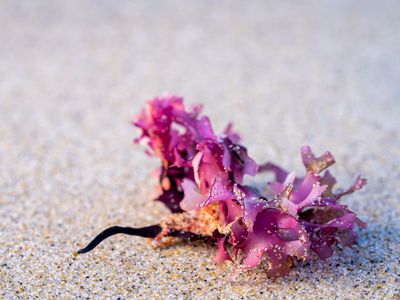 Irish moss on the sand