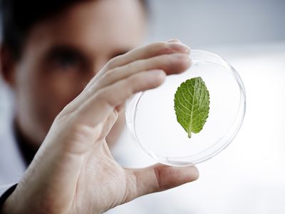 Man examining a green leaf in laboratory.