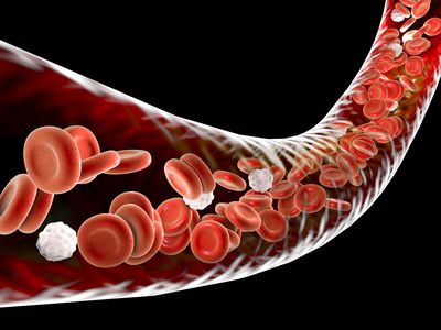 Blood vessel with blood cells