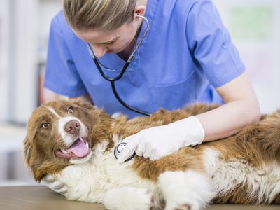 A veterinarian checking the heartbeat of border collie