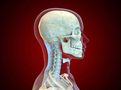 Human ligaments, illustration