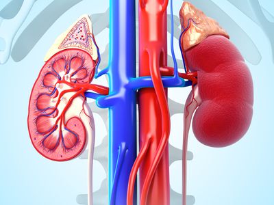 kidneys