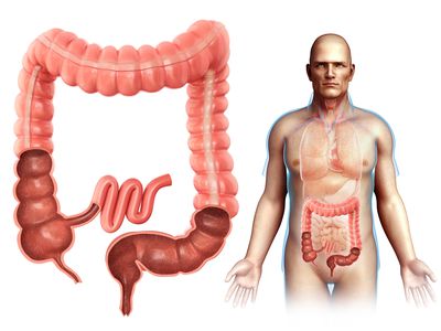 Male large intestine anatomy, illustration