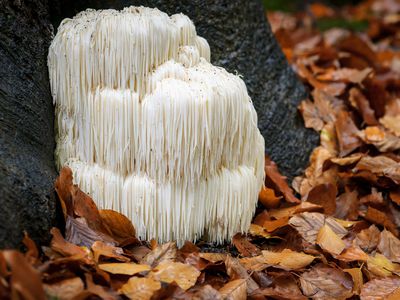 Rare Lion's mane mushroom in a Dutch forest