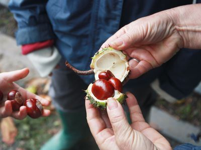 Close up of hands holding an opened horse chestnut