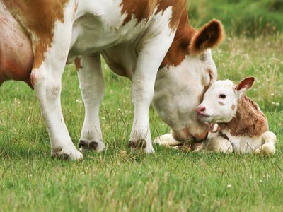 Mother cow with newborn calf in a meadow