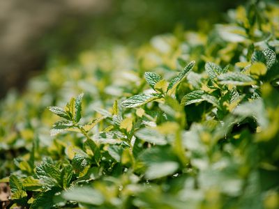 Spearmint growing in a field