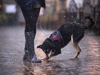 Person in rubber boots walks dog around the city on a rainy evening. 