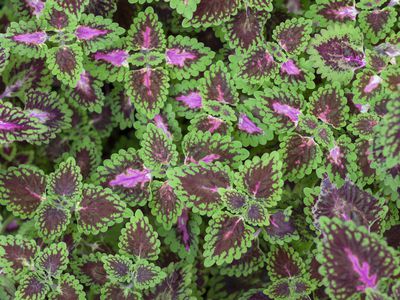 Green and Purple leaf of Coleus Forskohlii or Painted Nettle (Plectranthus scutellarioides)