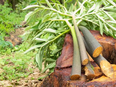 Cut Konjac plant on timber