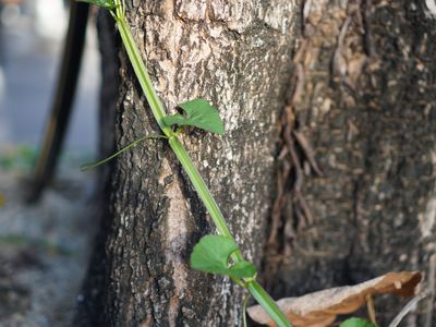 Close up of plant and tree trunk