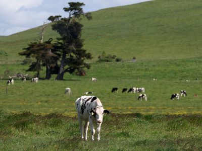 Cattle herds in California (bird flu)