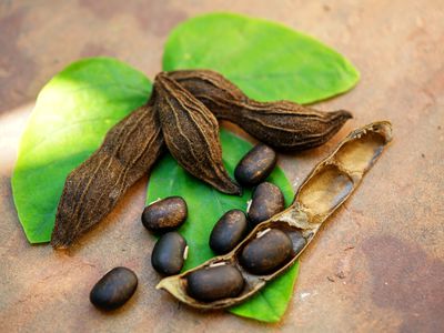 The seeds of Mucuna pruriens (velvet bean) on top of grean leaves