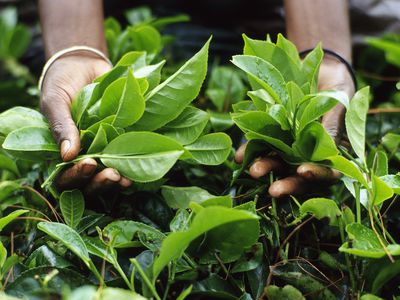 Tea leaves