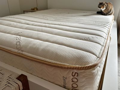 Saatva Mattress with testers cat on top